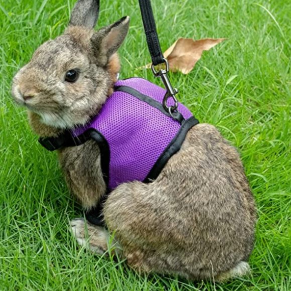 Niteangel Adjustable Soft Harness  for Rabbits - Picture 2 of 4